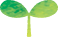芽