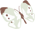 モンシロチョウ