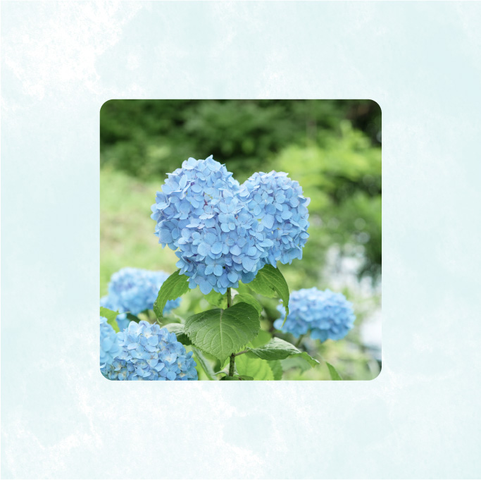 水色の紫陽花